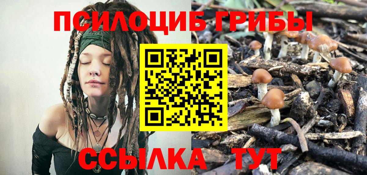 Галлюциногенные грибы Psilocybe Электрогорск